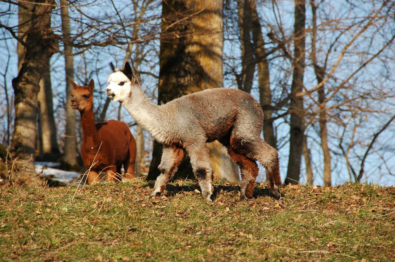 wunderschöne Alpakastute auf Herbstweide